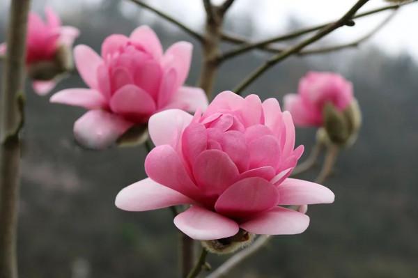 中原地區庭院適合種植什麼樣的花木?而且寓意好 中原地區庭院適合種植什麼樣的花木?而且寓意好