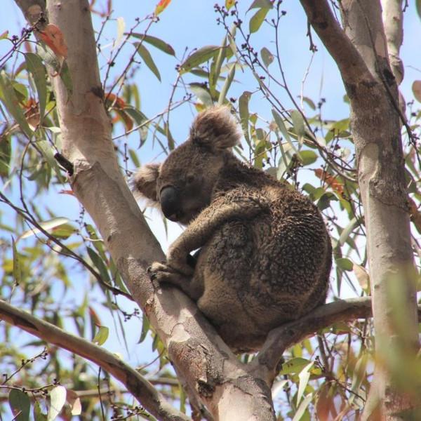 從被遺棄到當英雄，澳洲這隻狗狗，在大火中救下100多隻考拉