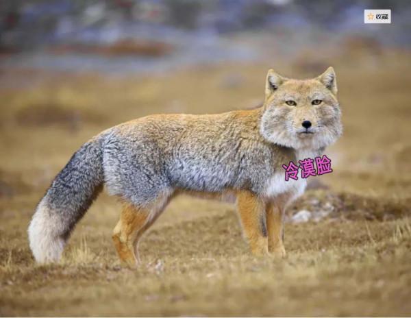 當大自然的這些萌寵亮相時，家寵們就該讓位了