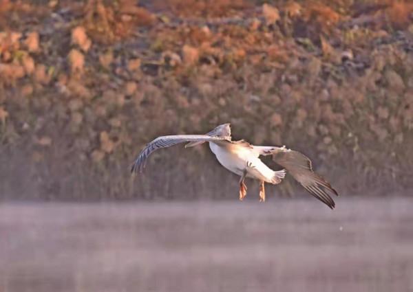 國家一級保護動物卷羽鵜鶘，飛臨潮白河通州段