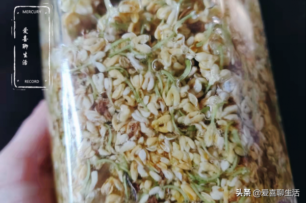 自制桂花蜜，水洗晾曬都不對，跟我這樣做，香味濃郁放多久都不壞