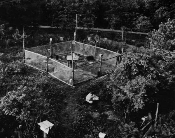 毛骨悚然的宇宙實驗:在人造“天堂”裡,鼠群560天后便走向滅亡 毛骨悚然的宇宙實驗:在人造“天堂”裡,鼠群560天后便走向滅亡