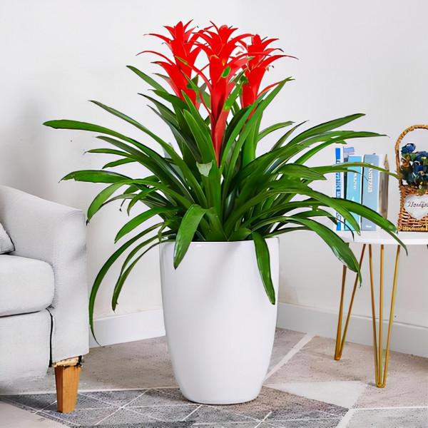 客廳想養“健康花”,建議從這12種裡面選,不僅養人,還大氣吉祥 客廳想養“健康花”,建議從這12種裡面選,不僅養人,還大氣吉祥