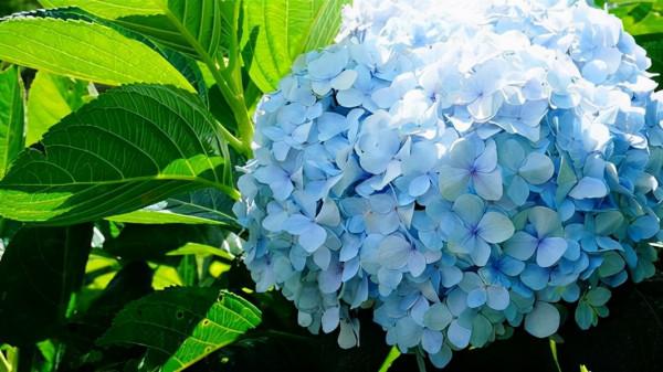 想要繡球花開出夢幻的藍色花球，現在就要開始調藍了