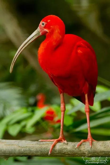 紅色鳥的圖片 紅色鳥的圖片