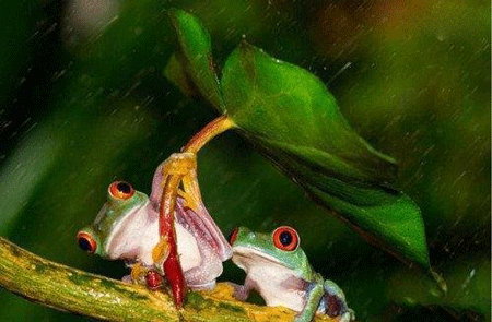 人類智慧的打傘青蛙，懂得為用葉子為自己遮風擋雨究竟是真是假？