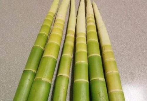 新鮮竹筍怎麼做好吃