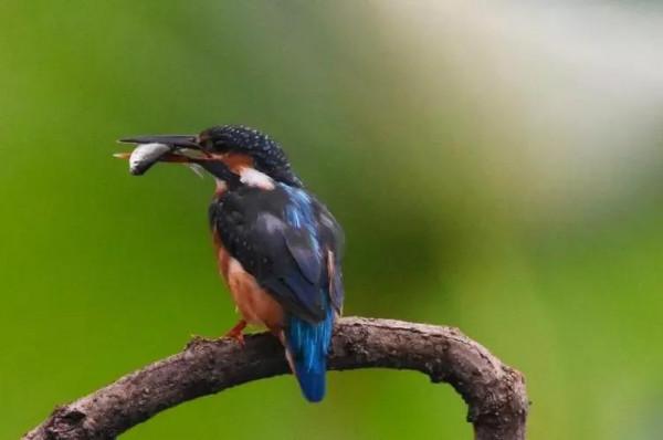 超級可愛的&mdash;&mdash;萃鳥