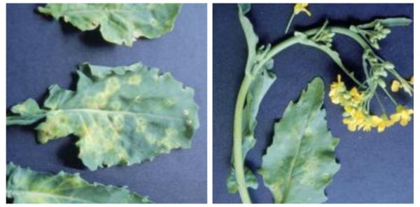 這幾種植物病毒,您知道幾個? 這幾種植物病毒,您知道幾個?