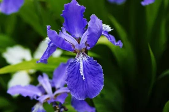 那些你連名字都沒聽說過的花