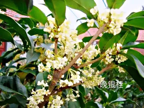 桂花品種分類（附：154個桂花培育品種分類表）