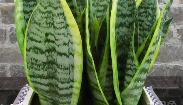 5種耐陰好養的綠植,澆點水就能活,冬天養護最適合 5種耐陰好養的綠植,澆點水就能活,冬天養護最適合