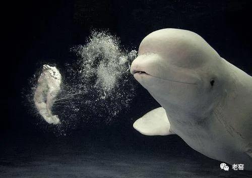 嘟嚕 · 嘟嚕 ·· 嘟嚕瓶瓶