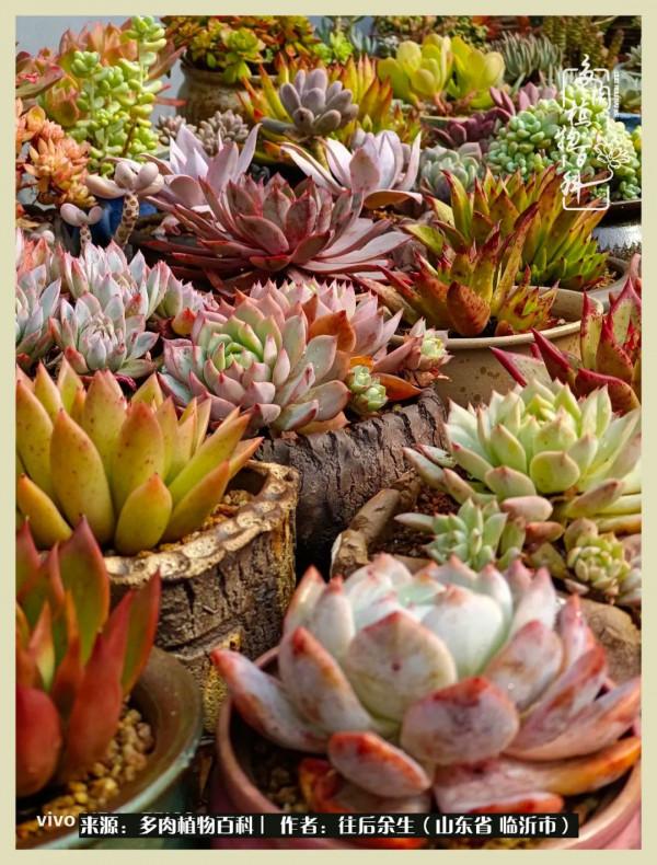 北方有多肉,絕世而獨立!一顧傾人城,再顧傾人國 北方有多肉,絕世而獨立!一顧傾人城,再顧傾人國