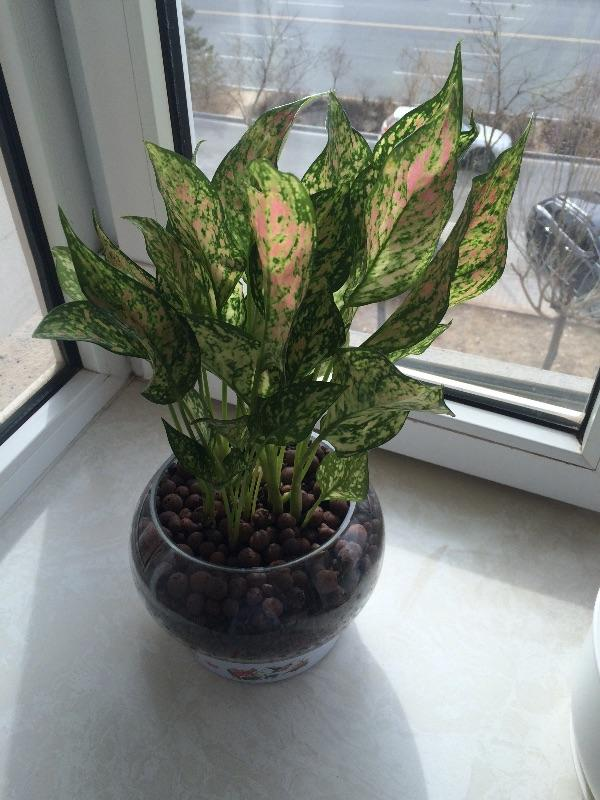 5種花葉子美得像油畫,擺在家裡像藝術品,但價格貴到難以接受 5種花葉子美得像油畫,擺在家裡像藝術品,但價格貴到難以接受