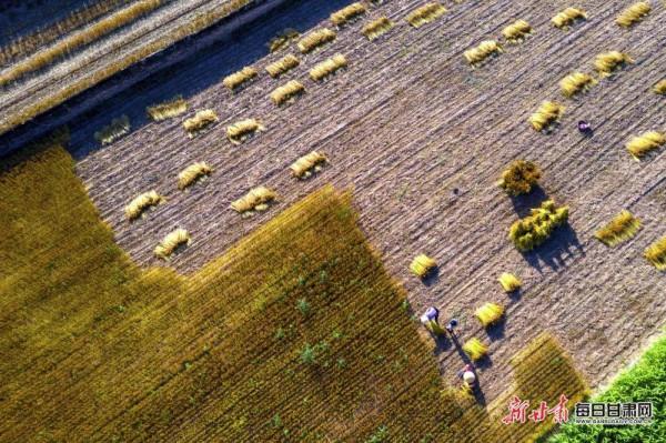看！2500萬人的豐收圖景