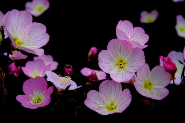 婉似清麗落凡間——晚櫻草