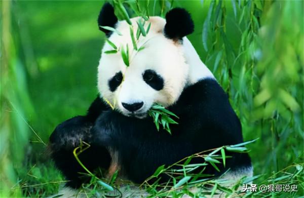 尼克松夫人對熊貓牌煙盒愛不釋手,周總理:喜歡?送兩隻真的 尼克松夫人對熊貓牌煙盒愛不釋手,周總理:喜歡?送兩隻真的