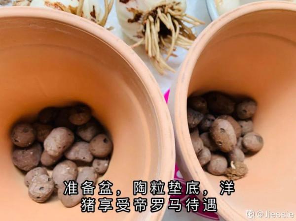 7種花有個小機關,找對位置開啟它,新芽爆滿盆 7種花有個小機關,找對位置開啟它,新芽爆滿盆