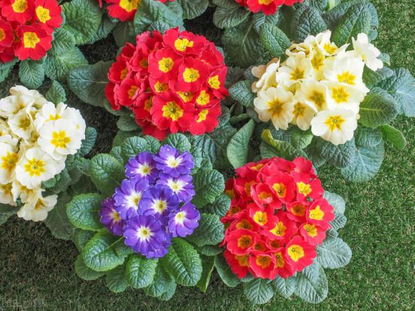 原來報春花的養殖這麼簡單，你們學會了嗎？