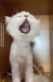 銀漸層被遺棄街頭,只能用垃圾充飢,不幸身患重病,男子做得很贊 銀漸層被遺棄街頭,只能用垃圾充飢,不幸身患重病,男子做得很贊