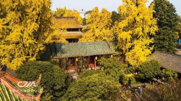 滿城銀杏黃！金燦燦的城區觀賞圖鑑來了