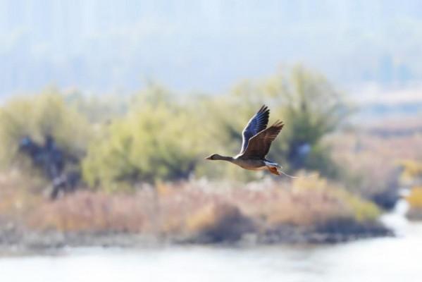 濱河溼地自然之境,鳥類“精靈”在此聚集 濱河溼地自然之境,鳥類“精靈”在此聚集
