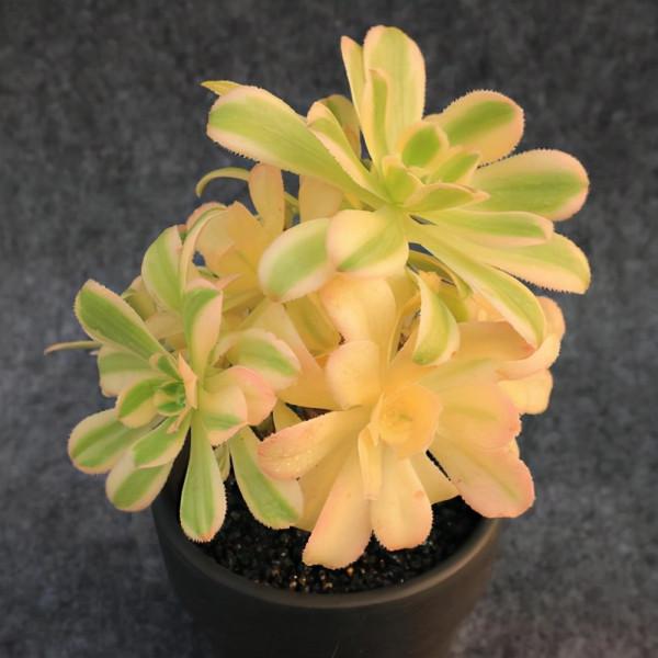 多肉植物 | 法師品種