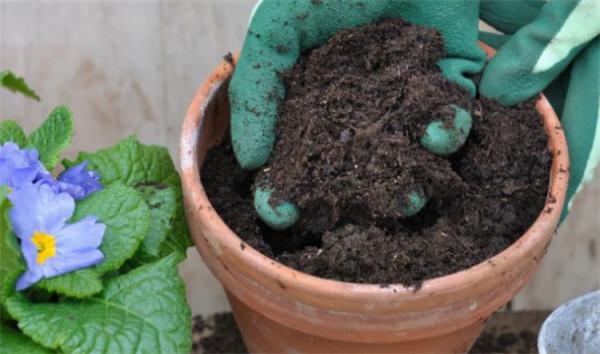 種花的土到哪裡弄?森林裡、田野邊、河灘上,一挖就是一大麻袋 種花的土到哪裡弄?森林裡、田野邊、河灘上,一挖就是一大麻袋