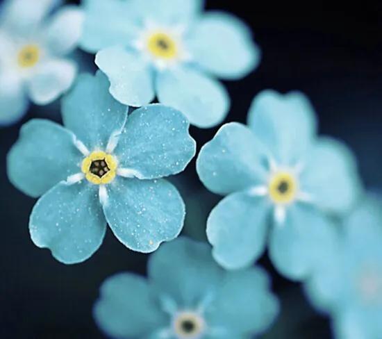 高雅美麗的花朵圖片