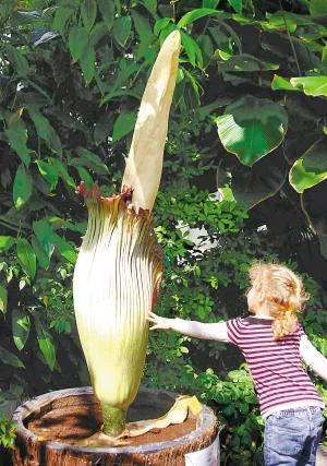 最大的花朵泰坦魔芋花