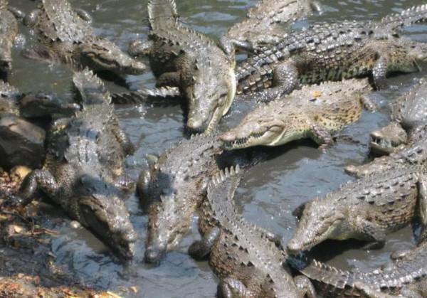 二戰離奇事件:上千名日軍被困孤島,未發生戰爭卻死傷殆盡 二戰離奇事件:上千名日軍被困孤島,未發生戰爭卻死傷殆盡