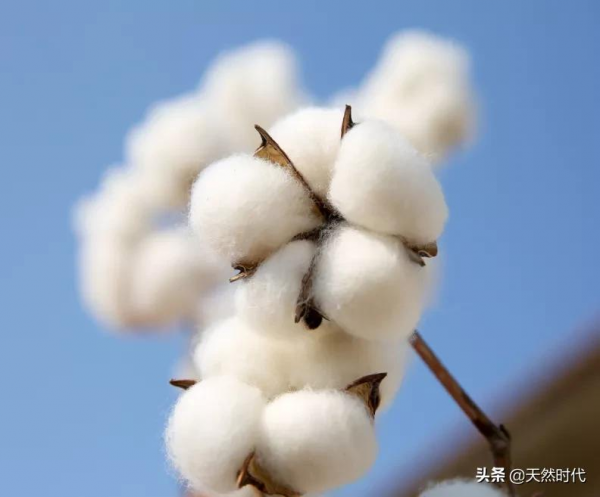 睡好棉，才能睡好眠