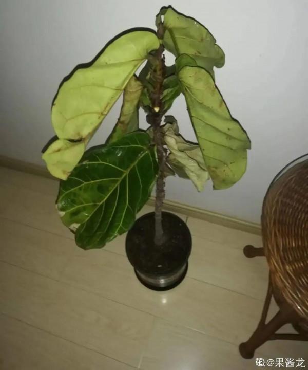 大葉子耐陰花，室內一定養，葉子比臉大，真涼快