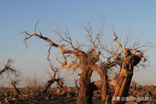 不遙遠的額濟納，邂逅大漠胡楊林，遇見人間秘境3