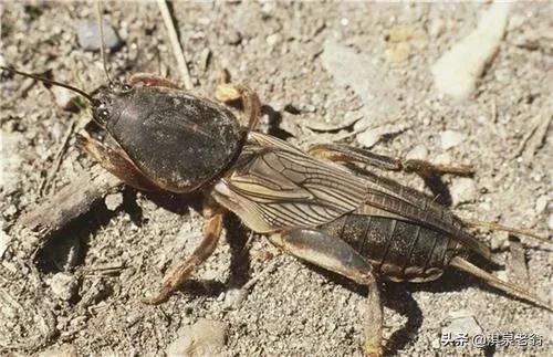 小麥地下害蟲防治策略