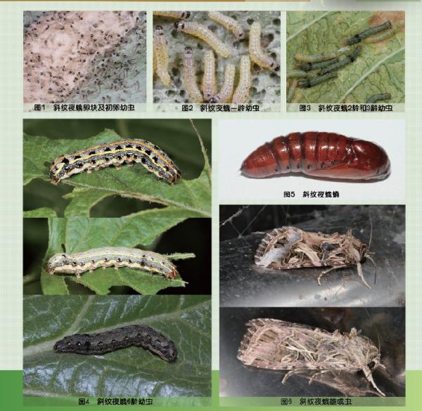 圖文識蟲 | 斜紋夜蛾的識別與防治 圖文識蟲 | 斜紋夜蛾的識別與防治