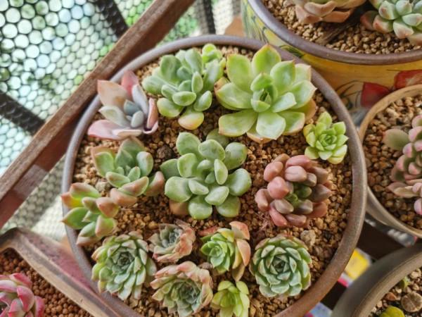 感謝遇見——在彼此的生命裡丰姿綻放