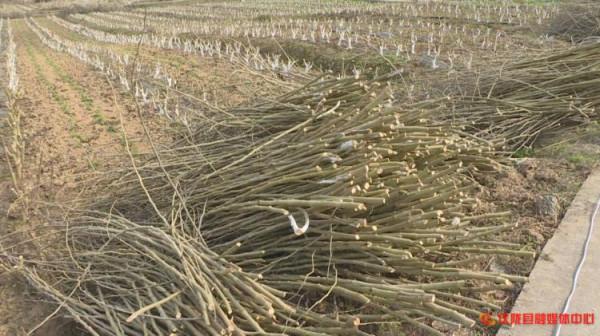 廢棄桑枝變廢為寶成&OpenCurlyDoubleQuote;藥材&rdquo;，療效多