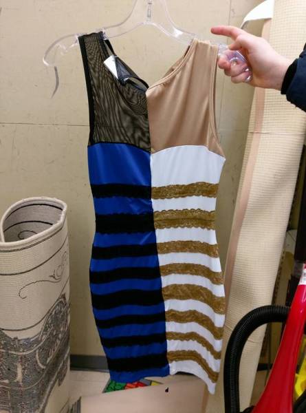 1891歲大樹的年輪，大象推翻汽車，喜鵲騎著白頭鷹，鬣狗飼養員