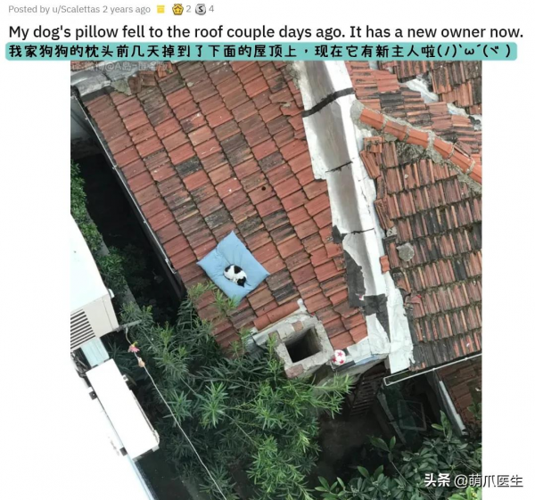 當社交NB症小貓咪進家後…主人：我造了什麼孽啊