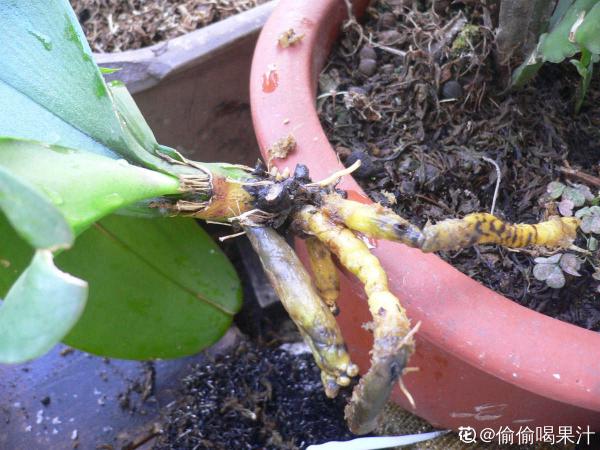 春節的蝴蝶蘭挺不過夏天?做好4點,妙手回春不是夢 春節的蝴蝶蘭挺不過夏天?做好4點,妙手回春不是夢