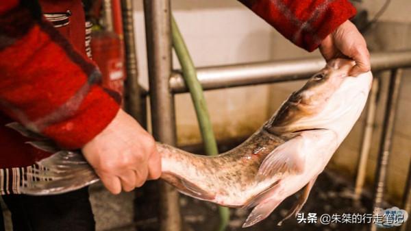 把魚做到極致的幾座城市，滋味鮮美、各盡其用，每一道都不能錯過