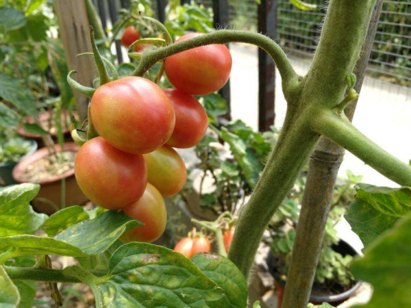 4種蔬菜種在家裡,足不出戶也能養活一家,冬天管夠 4種蔬菜種在家裡,足不出戶也能養活一家,冬天管夠