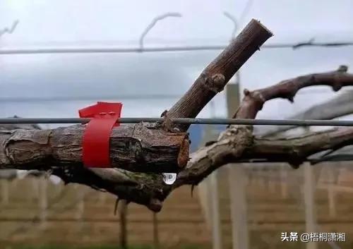 終於,又到了花卉冬剪的時候 終於,又到了花卉冬剪的時候