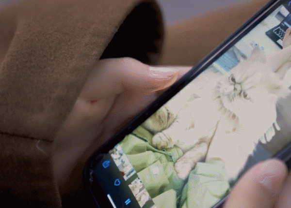 大二女生休學半年千里尋貓：無論如何，也要找到你