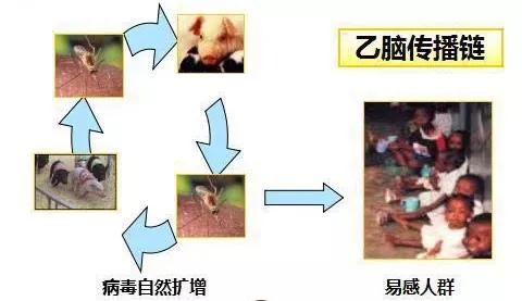 乙腦！人畜共患病，的流行特點