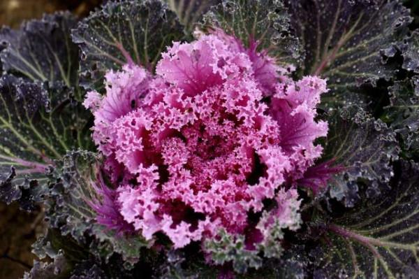 兒童補鈣，不用吃鈣片，這6種蔬菜，補鈣作用比雞蛋牛奶都要強