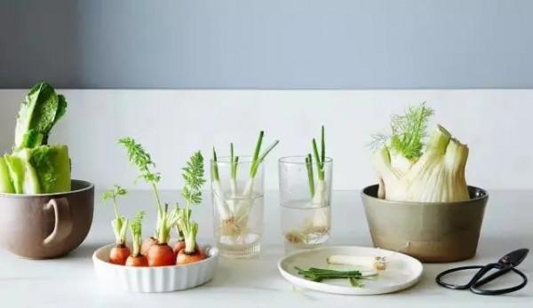 吃剩的青菜根，埋進花盆裡，澆點水，冒出小菜園，半年摘不完