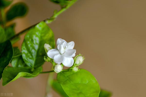 容易被“誤殺”的7種花，汲取教訓，才能養好